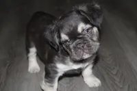Baby Euro, a male French Bulldog for sale in Sandusky, OH – Photo 2 of 3