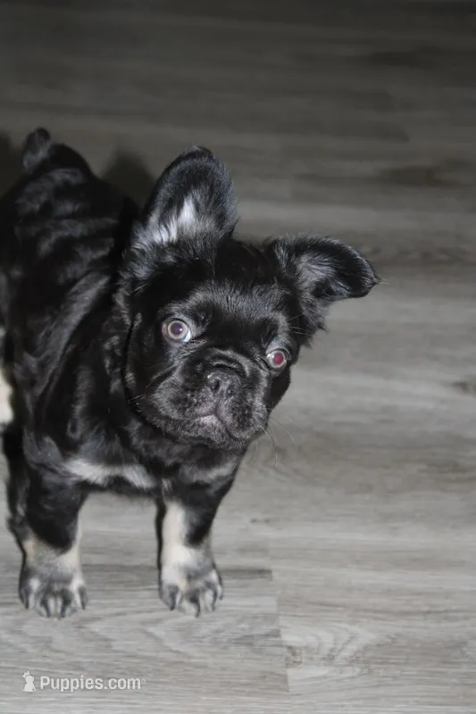 Pretty Socks – French Bulldog puppy for sale in Sandusky, OH