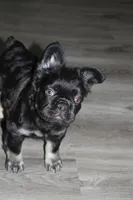 Pretty Socks, a female French Bulldog for sale in Sandusky, OH – Photo 1 of 2