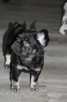 Pretty Socks, a female French Bulldog for sale in Sandusky, OH – Photo 2 of 2