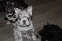 Diamond, a female French Bulldog for sale in Sandusky, OH – Photo 2 of 3