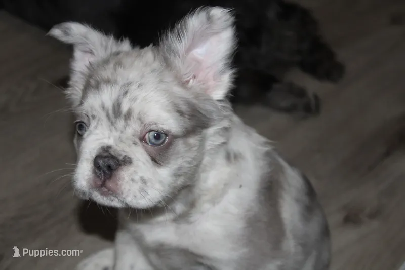 Diamond – French Bulldog puppy for sale in Sandusky, OH
