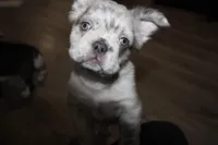 Diamond, a female French Bulldog for sale in Sandusky, OH – Photo 3 of 3