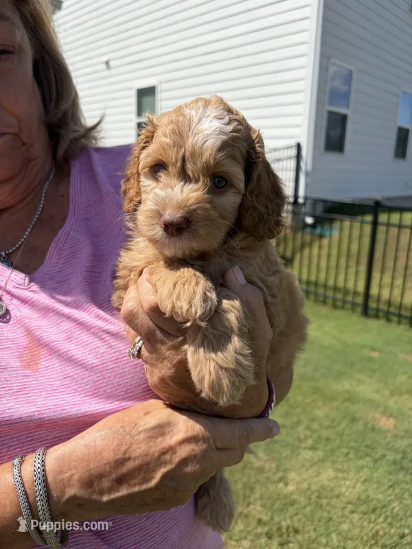 Blondie  – Cockapoo puppy for sale in Charlotte, NC