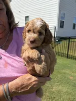 Blondie , a female Cockapoo for sale in Charlotte, NC – 1 of 2