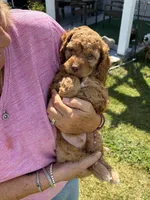 Mr Red, a male Cockapoo for sale in Charlotte, NC – 1 of 3