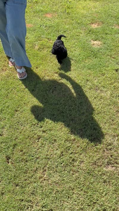 Ebony , a female Cockapoo for sale in Charlotte, NC – 3 of 3