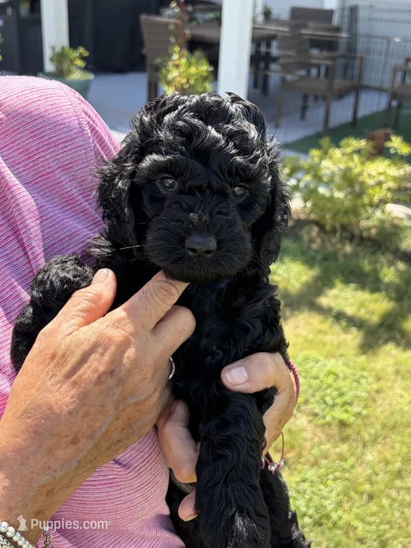 Ebony  – Cockapoo puppy for sale in Charlotte, NC