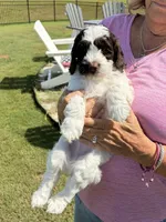 The Boss , a male Cockapoo for sale in Charlotte, NC – 1 of 3