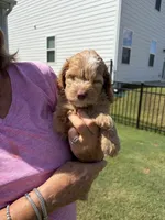 Blondie , a female Cockapoo for sale in Charlotte, NC – 2 of 2