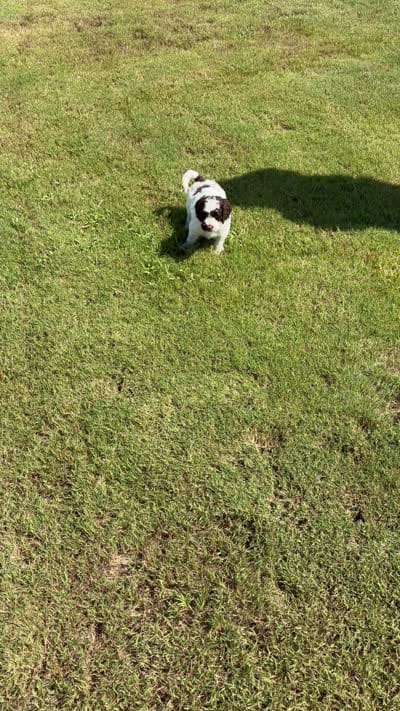 The Boss , a male Cockapoo for sale in Charlotte, NC – 2 of 3