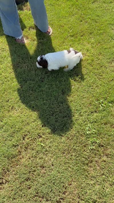 The Boss , a male Cockapoo for sale in Charlotte, NC – 3 of 3