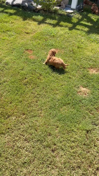 Mr Red, a male Cockapoo for sale in Charlotte, NC – 3 of 3
