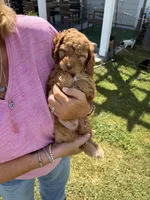 Mr Red, a male Cockapoo for sale in Charlotte, NC – 2 of 3