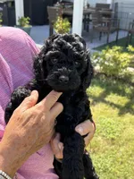 Ebony , a female Cockapoo for sale in Charlotte, NC – 2 of 3