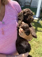 Mr Brownstone, a male Cockapoo for sale in Charlotte, NC – 2 of 3