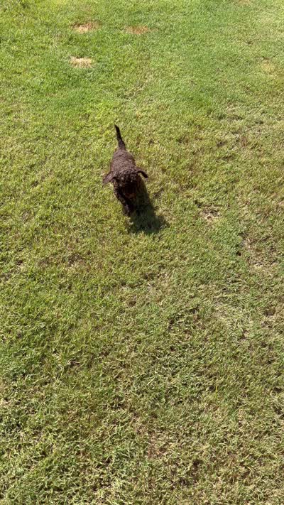 Mr Brownstone, a male Cockapoo for sale in Charlotte, NC – 3 of 3