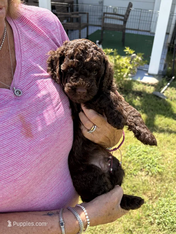 Mr Brownstone – Cockapoo puppy for sale in Charlotte, NC