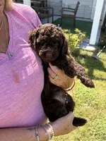 Mr Brownstone, a male Cockapoo for sale in Charlotte, NC – 1 of 3