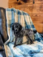 Razor, a male Poodle - Toy  for sale in Scottsville, KY – 4 of 8