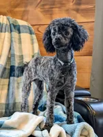 Razor, a male Poodle - Toy  for sale in Scottsville, KY – 2 of 8