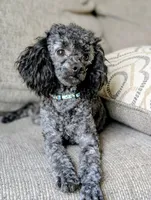 Razor, a male Poodle - Toy  for sale in Scottsville, KY – 8 of 8