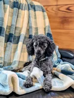 Razor, a male Poodle - Toy  for sale in Scottsville, KY – 5 of 8