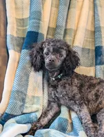 Razor, a male Poodle - Toy  for sale in Scottsville, KY – 6 of 8