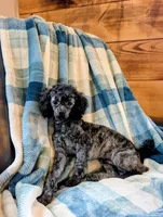 Razor, a male Poodle - Toy  for sale in Scottsville, KY – 3 of 8