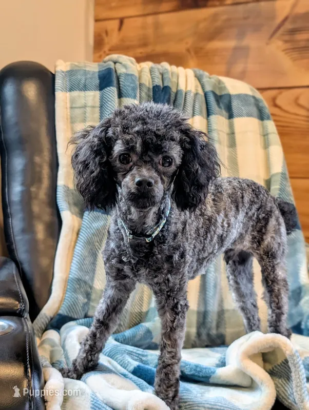Razor – Poodle - Toy  puppy for sale in Scottsville, KY