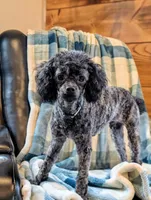Razor, a male Poodle - Toy  for sale in Scottsville, KY – 1 of 8