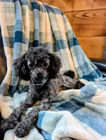 Razor, a male Poodle - Toy  for sale in Scottsville, KY – 7 of 8