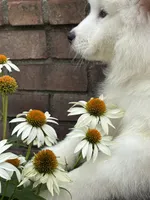 Fuchsia, a female Samoyed for sale in Port Washington, NY – 4 of 7