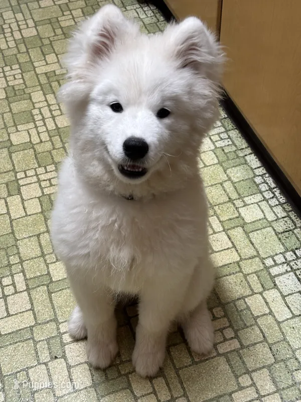 Daisy – Samoyed puppy for sale in Port Washington, NY