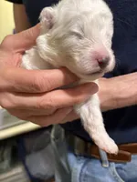 Fuscia, a female Samoyed for sale in Port Washington, NY – 2 of 2