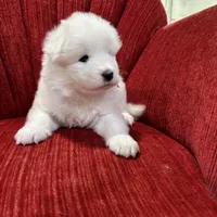 Noel, a female Samoyed for sale in Port Washington, NY – Photo 3 of 3