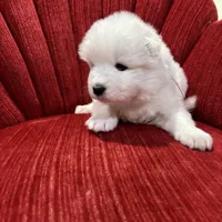 Noel, a female Samoyed for sale in Port Washington, NY – Photo 2 of 3