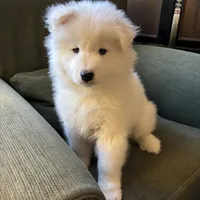 Noel, a female Samoyed for sale in Port Washington, NY – Photo 1 of 3