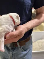 Rosalie, a female Samoyed for sale in Port Washington, NY – 2 of 2