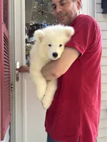 Plum, a male Samoyed for sale in Port Washington, NY – 5 of 6