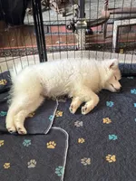 Daisy, a female Samoyed for sale in Port Washington, NY – 6 of 6