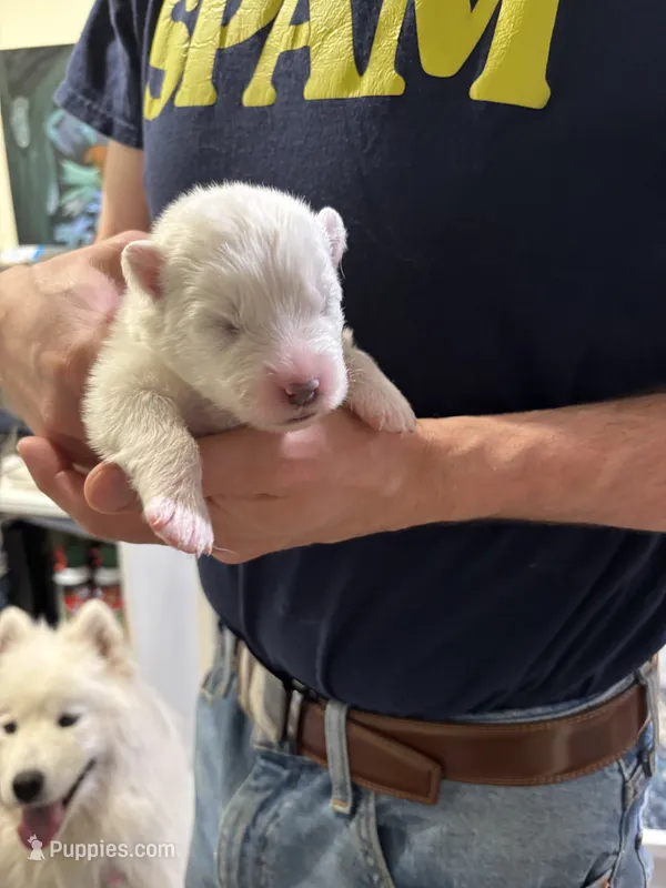 Willow – Samoyed puppy for sale in Port Washington, NY