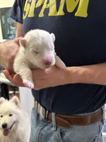 Willow, a female Samoyed for sale in Port Washington, NY – 1 of 2
