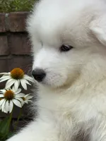 Fuchsia, a female Samoyed for sale in Port Washington, NY – 3 of 7