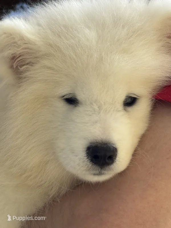 Plum – Samoyed puppy for sale in Port Washington, NY