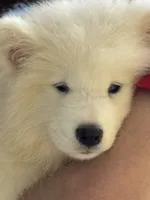 Plum, a male Samoyed for sale in Port Washington, NY – 1 of 6