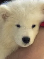 Daisy, a female Samoyed for sale in Port Washington, NY – 3 of 6