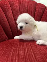 processed/c9095acd-012e-4049-9879-c147330ddf99/listing/49d3e38d-e30c-43cb-a39d-627d6121b1b1/bfe1a8bb-a58a-4769-898b-3fc37dcdfe0a