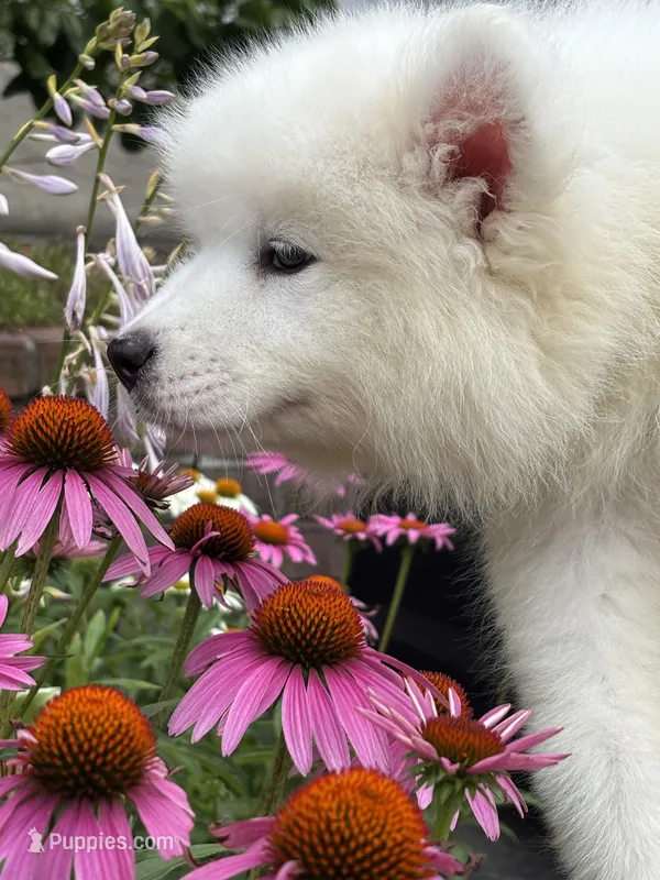 Willow – Samoyed puppy for sale in Port Washington, NY