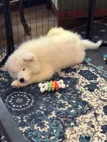 Daisy, a female Samoyed for sale in Port Washington, NY – 4 of 6